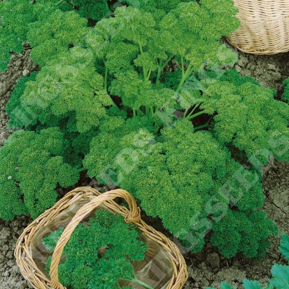 Picture of Parsley Champion Moss Curled